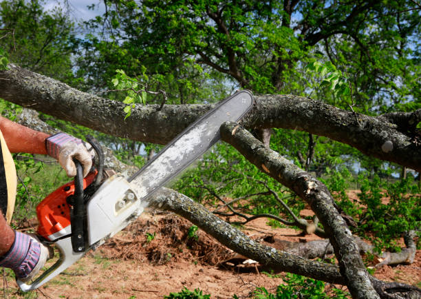 Best Tree Disease Treatment  in Toulon, IL